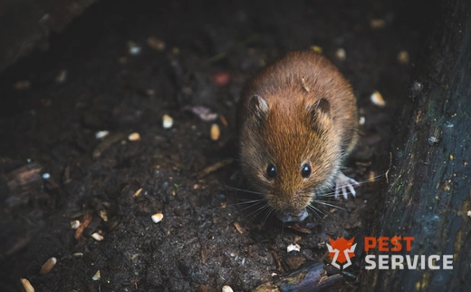 Дератизация в Альметьевске